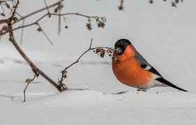 Attēlu rezultāti vaicājumam “Pyrrhula pyrrhula”