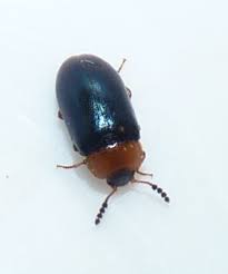 Attēlu rezultāti vaicājumam “Tetratoma fungorum”