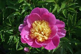 Image result for Pfingstrose