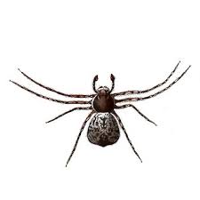 Attēlu rezultāti vaicājumam “Philodromus margaritatus”