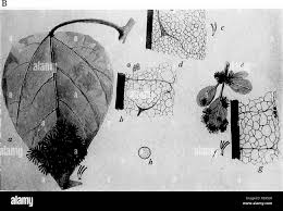 Attēlu rezultāti vaicājumam “Stemonitis herbatica”