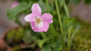 Image result for Veilchen