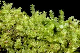 Attēlu rezultāti vaicājumam “Chiloscyphus polyanthos”