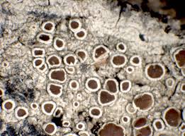 Attēlu rezultāti vaicājumam “Lecanora argentata”