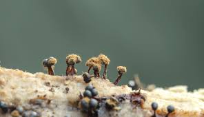 Attēlu rezultāti vaicājumam “Metatrichia floriformis macro”