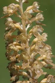 Attēlu rezultāti vaicājumam “Neottia nidus-avis fruit”