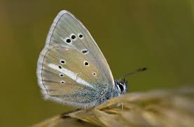 Attēlu rezultāti vaicājumam “Agrodiaetus damon”