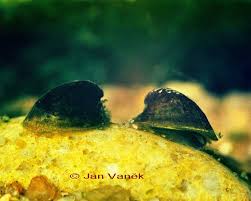 Attēlu rezultāti vaicājumam “Ancylus fluviatilis”