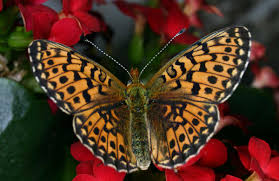 Attēlu rezultāti vaicājumam “Clossiana euphrosyne”