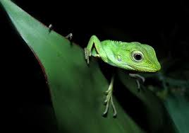 Attēlu rezultāti vaicājumam “Cephaloziella elachista”