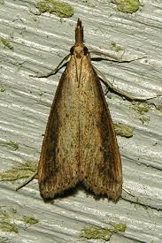 Attēlu rezultāti vaicājumam “Donacaula mucronella”