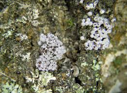 Attēlu rezultāti vaicājumam “Badhamia juliae”