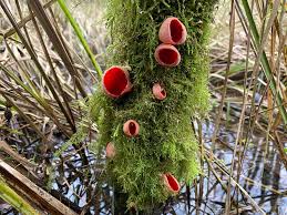 Attēlu rezultāti vaicājumam “Sarcoscypha austriaca var. lutea”