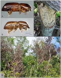 Attēlu rezultāti vaicājumam “Badhamia capsulifera var. arborea macro”