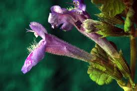 Attēlu rezultāti vaicājumam “Glechoma hederacea flower”