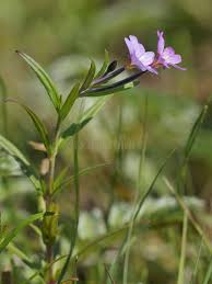 Attēlu rezultāti vaicājumam “Epilobium palustre”