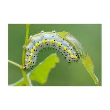 Attēlu rezultāti vaicājumam “Diloba caeruleocephala larva”