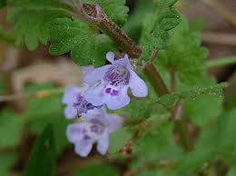 Attēlu rezultāti vaicājumam “Glechoma hederacea flower”