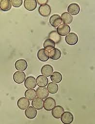 Attēlu rezultāti vaicājumam “Stemonitis pallida”