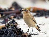 Attēlu rezultāti vaicājumam “Oenanthe oenanthe”