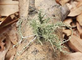 Attēlu rezultāti vaicājumam “Comatricha meandrispora stalked”