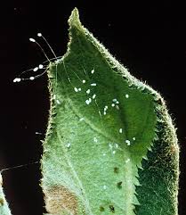 Attēlu rezultāti vaicājumam “Chrysopidae eggs”
