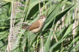 Image result for Acrocephalus agricola