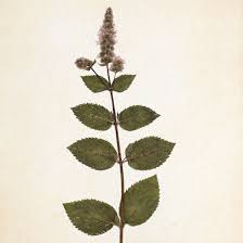 Image result for Pfefferminze