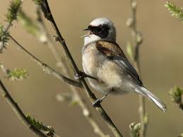 Attēlu rezultāti vaicājumam “Remiz pendulinus adult”