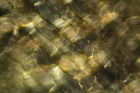 Attēlu rezultāti vaicājumam “Sphagnum papillosum”