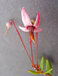 Attēlu rezultāti vaicājumam “Oxycoccus palustris”