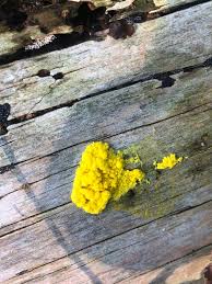 Attēlu rezultāti vaicājumam “Diderma subviridifuscum var. macrospora*”