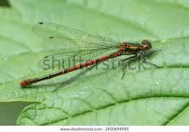 Attēlu rezultāti vaicājumam “Pyrrhosoma nymphula”