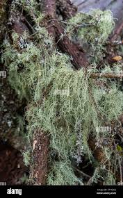 Attēlu rezultāti vaicājumam “Usnea filipendula”