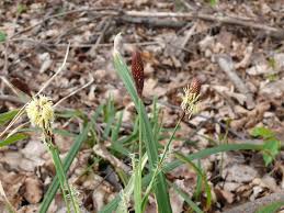 Attēlu rezultāti vaicājumam “Carex pilosa”
