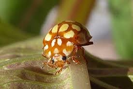 Attēlu rezultāti vaicājumam “Sospita vigintiguttata”