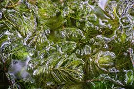 Attēlu rezultāti vaicājumam “Hydrilla verticillata leaf”