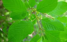 Attēlu rezultāti vaicājumam “Frangula alnus leaf”