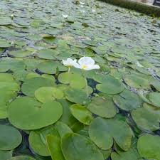 Attēlu rezultāti vaicājumam “Hydrocharis morsus-ranae bud”