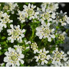 Image result for Schleifenblume