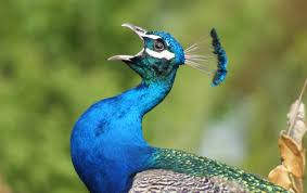 Image result for Bird
