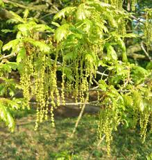 Attēlu rezultāti vaicājumam “Quercus robur male flower”
