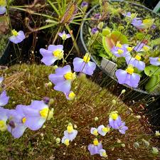 Image result for Utricularia