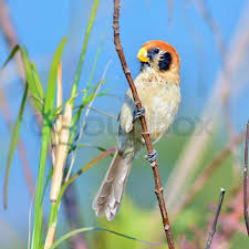 Image result for Luscinia sibilans