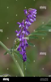 Image result for Wicke