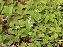 Image result for Veronica officinalis