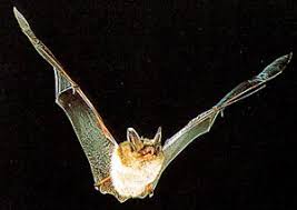 Attēlu rezultāti vaicājumam “Myotis sp.”