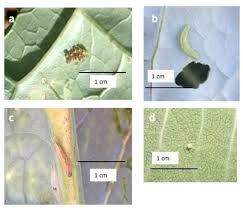Attēlu rezultāti vaicājumam “Plutellidae”