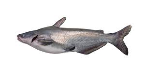 Image result for Ictalurus furcatus