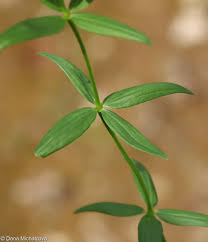 Attēlu rezultāti vaicājumam “Galium boreale fruit”